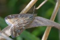 Loxostege sticticalis