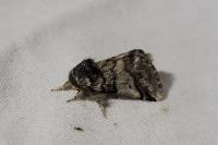 Thaumetopoea processionea