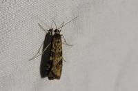 Nomophila noctuella