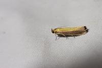 Oncocera semirubella