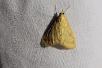 Ostrinia nubilalis/scapulalis