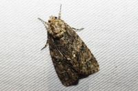 Acronicta rumicis