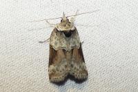 Nycteola siculana