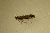 Phyllonorycter lautella