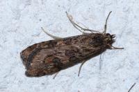 Nomophila noctuella