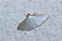 Palpita vitrealis