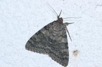 Catocala elocata