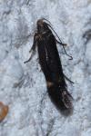 Aproaerema anthyllidella