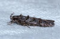Teleiopsis diffinis