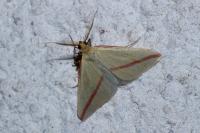 Rhodometra sacraria