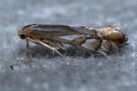 Phyllonorycter distentella