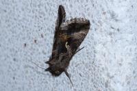 Autographa gamma