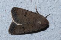 Caradrina clavipalpis