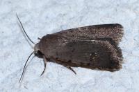 Caradrina flavirena