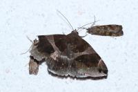 Dysgonia algira