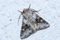 Hecatera bicolorata