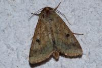 Helicoverpa armigera