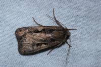 Xestia c-nigrum