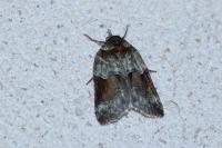 Nycteola siculana