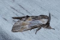 Harpyia milhauseri