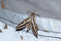 Hyles livornica