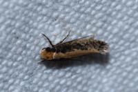Monopis crocicapitella