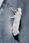 Paraswammerdamia albicapitella