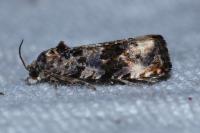 Endothenia gentianaeana/marginana/oblongana