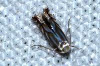 Phyllonorycter distentella