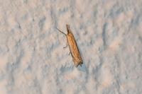 Crambus pascuella