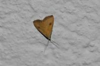 Rivula sericealis
