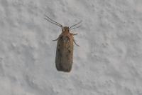 Agonopterix yeatiana