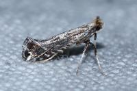 Parapoynx