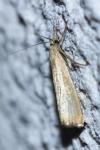 Agriphila straminella