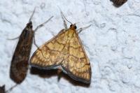 Anania verbascalis