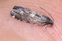 Cydia coniferana