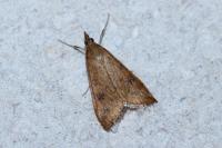 Udea ferrugalis