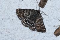 Euclidia mi