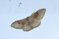 Idaea degeneraria