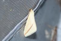Rhodometra sacraria