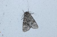 Acronicta megacephala