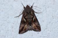Autographa gamma