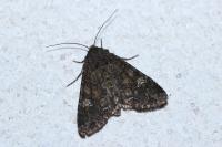 Mamestra brassicae