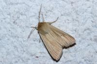Mythimna pallens