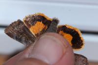 Noctua janthe