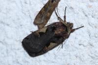 Xestia c-nigrum