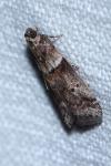 Acrobasis consociella