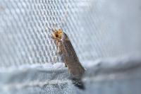 Cephimallota crassiflavella
