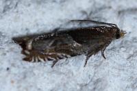 Ancylis comptana