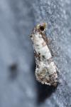 Cochylis molliculana